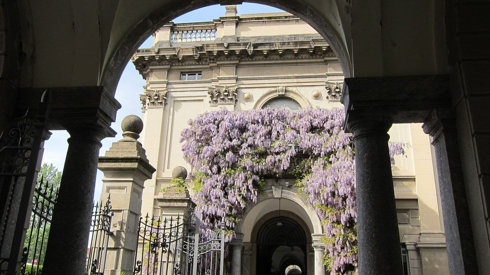 Il glicine in fiore sull'edificio storico del Politecnico di Milano in piazza Leonardo da Vinci, visto da sotto un portico